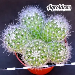 Mammillopsis senilis "Selección"