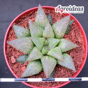 Haworthia "Kushiro" Ex. Agroideas