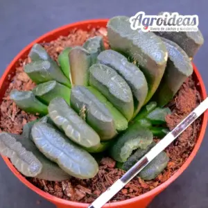Haworthia truncata