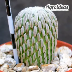 Pelecyphora aselliformis