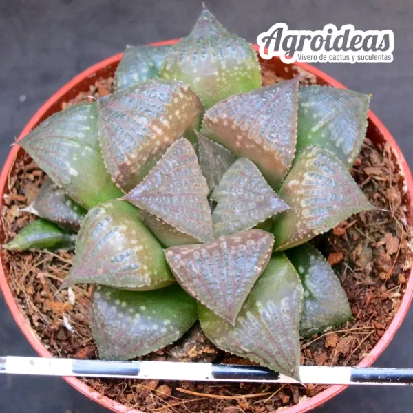 Haworthia comba (Ex. Agroideas)
