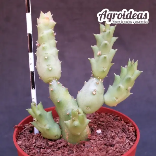 Piaranthus punctatus var. framesii - Imagen 2
