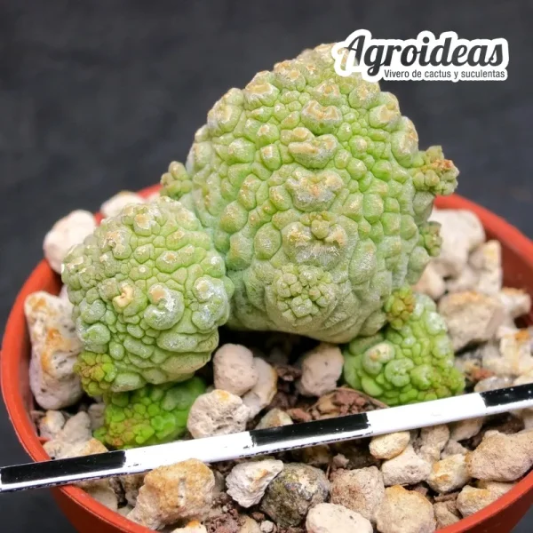 Pseudolithos migiurtinus X dodsonianus - Imagen 2