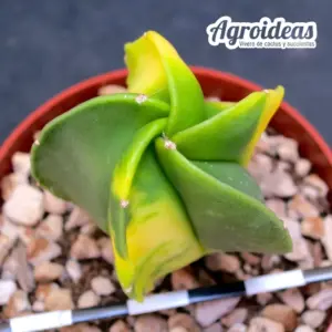 Astrophytum myriostigma "nudum variegata"