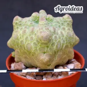 Pseudolithos cubiformis «Dragon-skin»