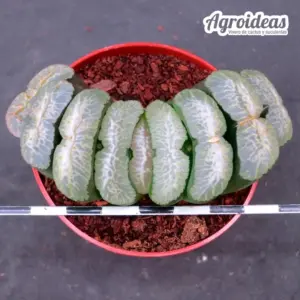 Haworthia cv. "Magunihu-Ka-N"