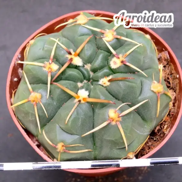 Gymnocalycium uruguayense v. roseiflorus - Imagen 2