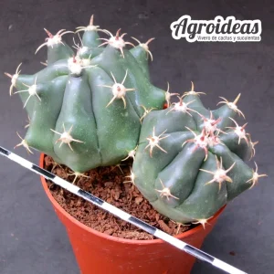 Ferocactus horridus var. brevispinus "Selección"