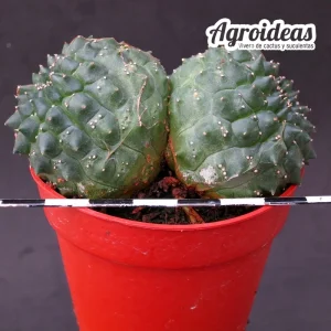 Euphorbia gymnocalycioides «Kikko & bicéfala»