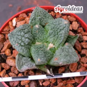 Ariocarpus fissuratus var. lloydii