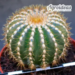 Uebelmannia pectinifera ssp. flavispina
