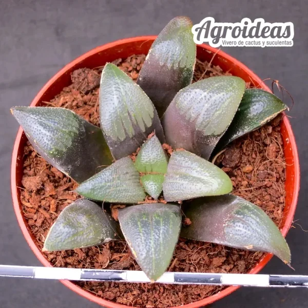 Haworthia bayerii "uniondalensis" - Imagen 2