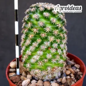 Mammillaria hernandezii