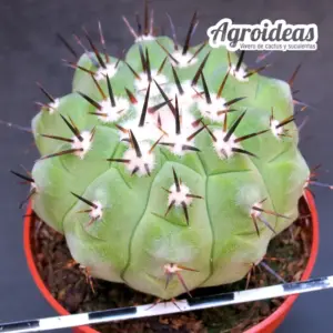 Copiapoa X cinerea ssp. cinerea