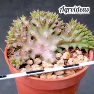 Edithcolea grandis "cristata"