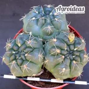 Gymnocalycium baldianum "Tricéfalo"