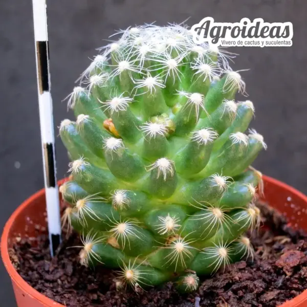 Mammillaria saboae ssp. roczekii - Imagen 2