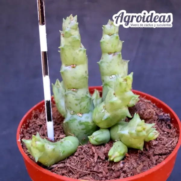 Orbea wismanii var. eremastrum - Imagen 2
