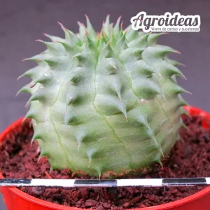 Euphorbia obesa X suzannae "Ex. Agroideas"