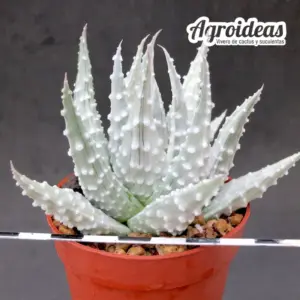 Haworthia pumila cv. "Prima Donna" Ex. Agroideas