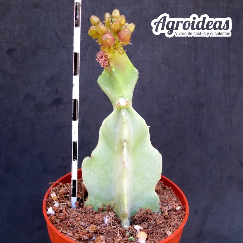 Caralluma acutangula X Desmidorchis tardellii - Imagen 2