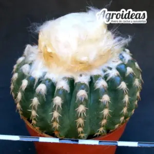 Discocactus horstii "Woutersianus" Selección