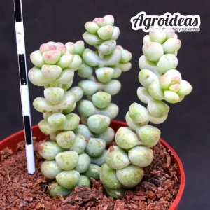 Crassula "Baby surprise"