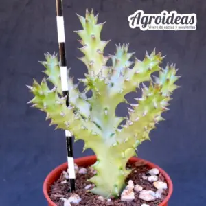 Edithcolea grandis