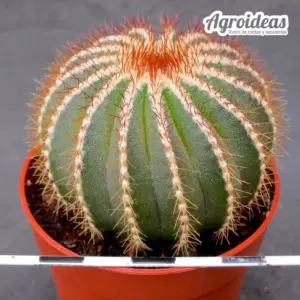 Uebelmannia pectinifera var. multicostata "aureispina"