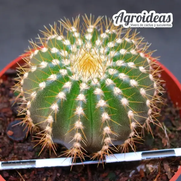 Uebelmannia pectinifera ssp. flavispina - Imagen 2
