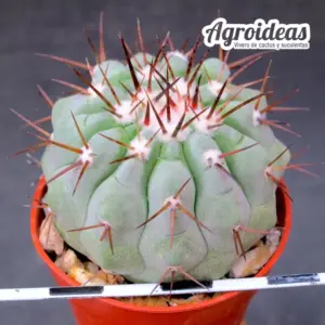 Copiapoa cinerea ssp. columna alba