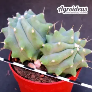 Ferocactus glaucescens var. nudum "Bicéfalo"