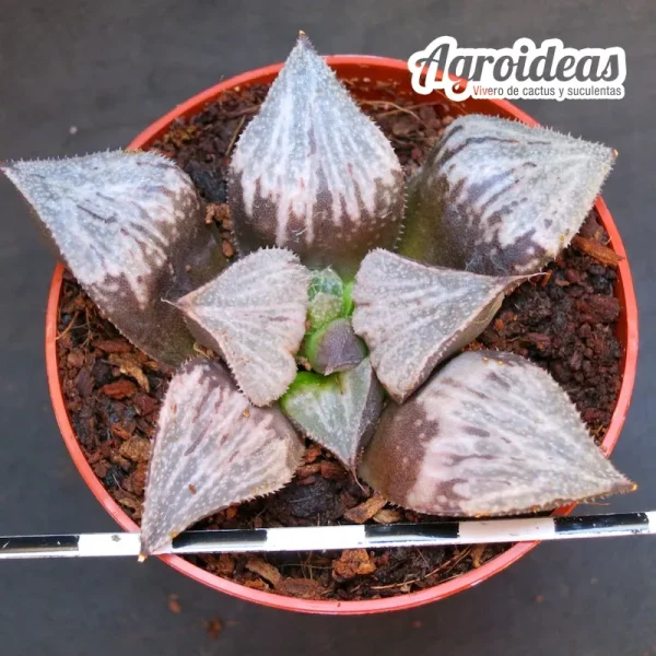 Haworthia "Gessekai"