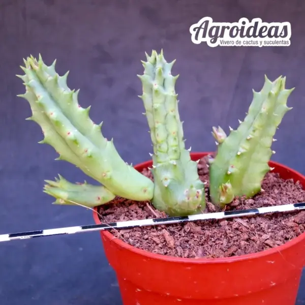 Huernia "Volcanic Fire" - Imagen 2