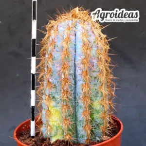 Pilosocereus azureus "variegata"