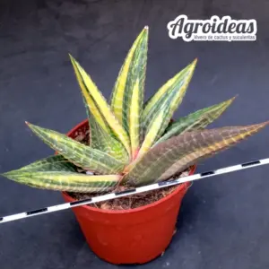 Haworthia limifolia v. schuldtiana "Variegata"