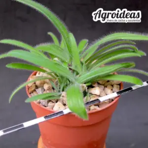 Ornithogalum hispidum