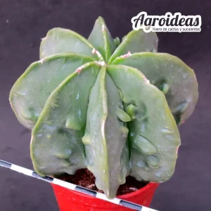 Astrophytum fukuryu var. nudum & multicostatum