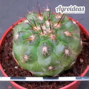 Copiapoa X cinerea