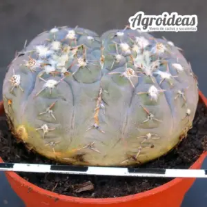 Gymnocalycium stellatum "Bicéfalo"