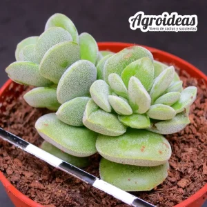 Crassula sericea var. velutina
