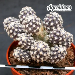 Pterocactus australis "Selección"