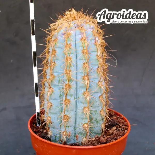 Pilosocereus azureus "variegata" - Imagen 2