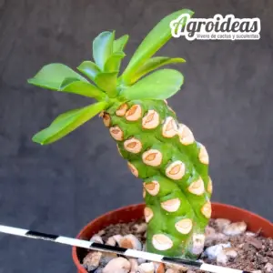 Euphorbia royleana fr. «nuda compacta»