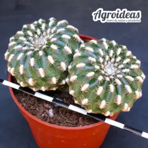 Sulcorebutia arenacea "Bicéfala"