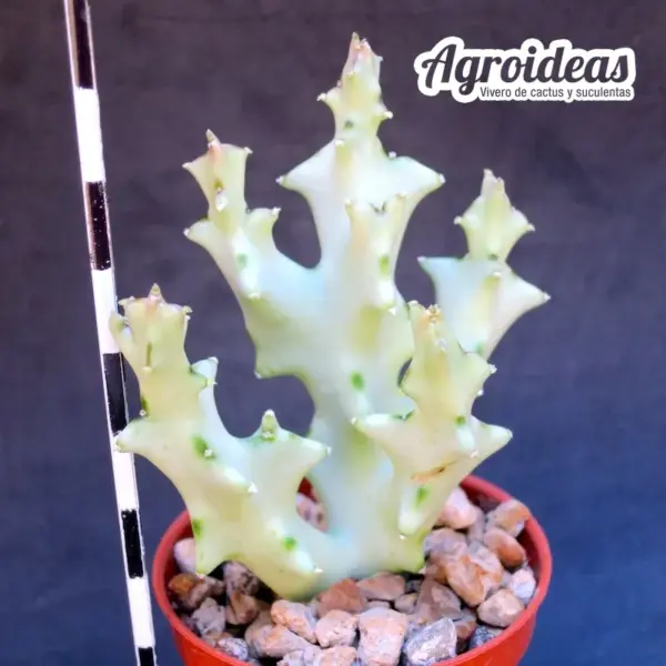Caralluma socotrana - Imagen 2