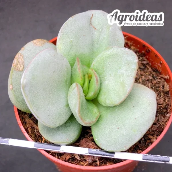 Adromischus marianiae Hallii CR1428 “Alexander Bay” - Imagen 2