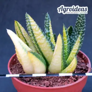 Gasterhaworthia "Royal Highness" Variegata