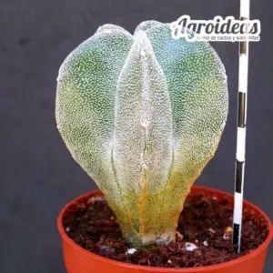 Astrophytum myriostigma "Columnare"