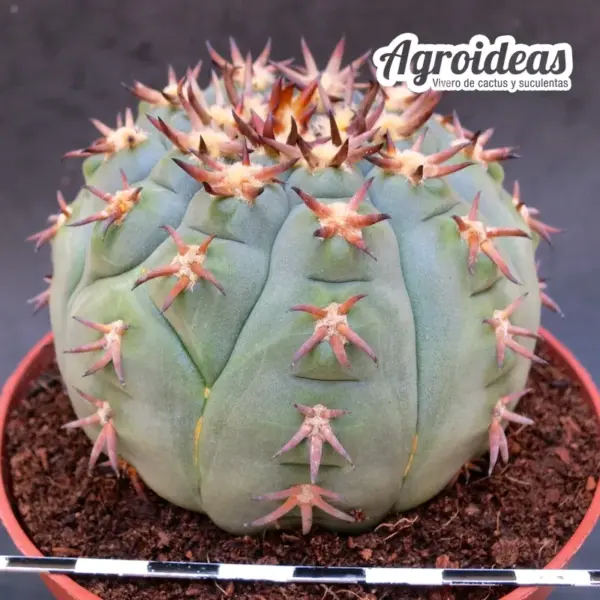 Gymnocalycium spegazzinii var. unguispinum "Ejemplar" - Imagen 2